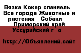 Вязка Кокер спаниель - Все города Животные и растения » Собаки   . Приморский край,Уссурийский г. о. 